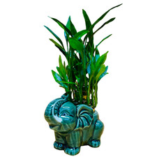 Live lucky bamboo for sale  Howard Beach