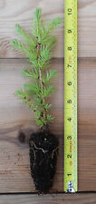 Japanese larch bonsai for sale  Albany