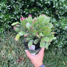 Schlumbergera christmas cactus for sale  Mount Vernon