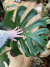 Large monstera deliciosa for sale  Keavy