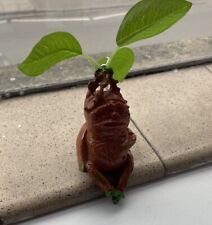 Harry potter mandrake for sale  MARCH
