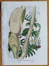 Philodendron fr. brazil d'occasion  Expédié en Belgium