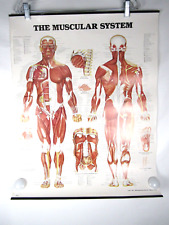 Anatomical chart company for sale  San Francisco