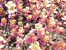 Dragon blood sedum for sale  Saint Benedict