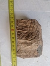 Legno fossile sigillaria usato  Domodossola