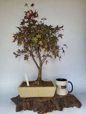 japanese maple bonsai tree for sale japanese maple bonsai tree for sale ELGIN