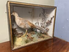 Cased victorian taxidermy for sale  SANDOWN