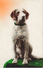 Animals dog portrait d'occasion  Expédié en Belgium