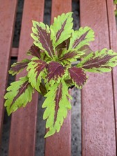 Coleus flamethrower sriracha for sale  MANCHESTER