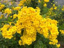 Tecoma stans yellow for sale  Canton