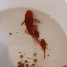 Super red bristlenose for sale  Gloucester