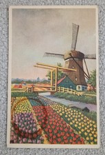 Dutch windmill tulips for sale  NUNEATON