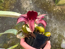 Bizarre beauty bulbophyllum for sale  Melbourne
