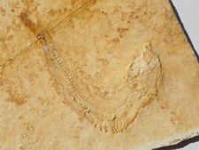 Thrissops fisch malm gebraucht kaufen  Berg b.Neumarkt i.d.OPf.