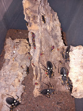 Assassin bugs colony for sale  BELFAST