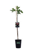 Pianta fico albero usato  Santeramo in Colle