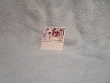 Domestic cats afghan for sale  Berlin