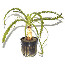 Crinum calamistratum tropica for sale  MANSFIELD