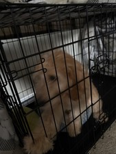 Golden doodle puppy for sale  Chantilly