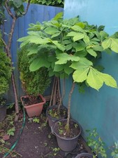 Horse chestnut white for sale  MOUNTAIN ASH