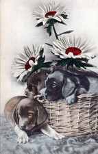 Cartão postal de dois cães e cesta de flores comprar usado  Enviando para Brazil