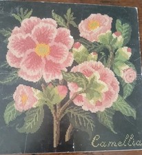 Elizabeth bradley camellia for sale  OSWESTRY