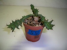 532 euphorbia groenewaldii for sale  El Cajon