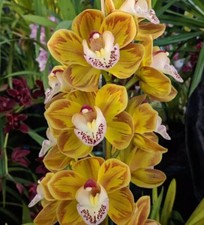 Cymbidium drouin masterpiece for sale  LONDON