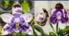 Phalaenopsis blue magpie for sale  SHREWSBURY