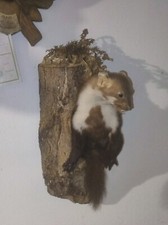 Steinmarder astloch gebraucht kaufen  Eggolsheim