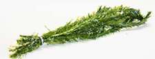 Elodea densa 100 for sale  MARKET RASEN