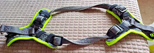 Green grey dog for sale  MIDDLESBROUGH