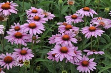 Stunning echinacea coneflower for sale  WELSHPOOL