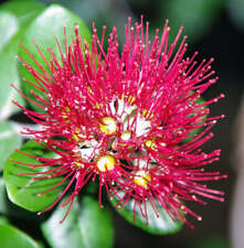 Metrosideros excelsa seeds usato  Italia