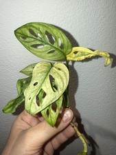 adansonii monstera variegata gebraucht kaufen adansonii monstera variegata gebraucht kaufen Kelheim