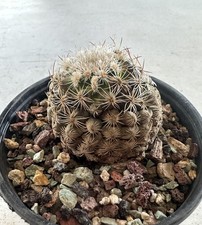 Mountain ball cactus for sale  Mc Gill