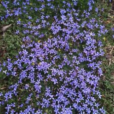 Pratia plug plants for sale  LONDON