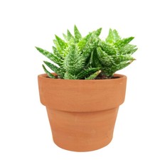 Tiger tooth aloe for sale  Lake Forest