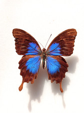 Papilionidae papilio montrouzi d'occasion Papilionidae papilio montrouzi d'occasion  Gordes