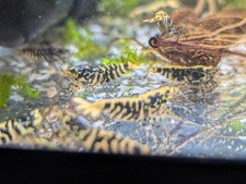 Tiger purple metallic for sale  Whittier