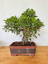 Zimmerbonsai ficus retusa gebraucht kaufen Zimmerbonsai ficus retusa gebraucht kaufen  Böhl-Iggelheim