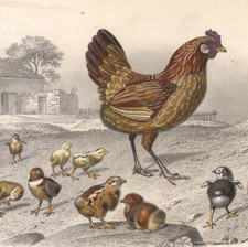 1853 watercolor engraving d'occasion  Expédié en Belgium