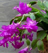 Purple christmas cactus for sale Purple christmas cactus for sale  LONDON
