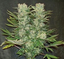 2012 HiGH TiMES Inc MAY COLLECTED Huge 4.21GB PHOTO PUBLISH PRODUCTION CD DISK segunda mano  Embacar hacia Mexico