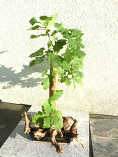 Bonsai utdoor eiche gebraucht kaufen  Neustadt a.d.Donau