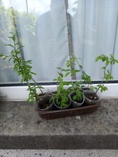 Young sloe trees for sale  LLANELLI