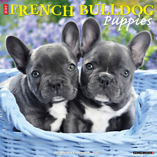 French bulldog puppies for sale  Minocqua