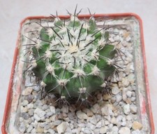 Pianta discocactus insignis usato  Spedire a Italy