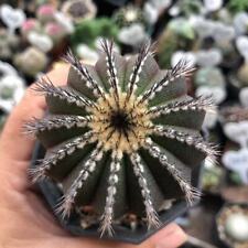 Uebelmannia pectinifera cresci usato  Spedire a Italy