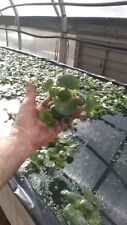 Helen water hyacinth for sale  Industry